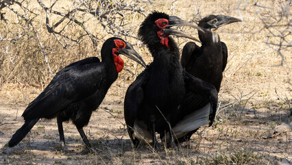 Southern Ground Hornbill (Bucorvus leadbeateri) (Bromvoël) near Skukuza in the Kruger National Park, Mpumalanga, South Africa © Boshoff