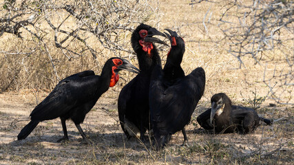 Southern Ground Hornbill (Bucorvus leadbeateri) (Bromvoël) near Skukuza in the Kruger National Park, Mpumalanga, South Africa
