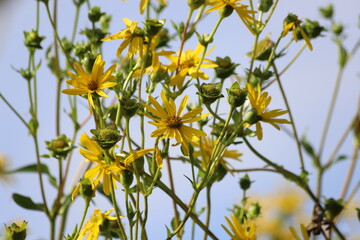 Silphium perfoliatum. Yellow flowers of the cup plant.