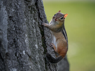Chipmunk being curious and looking around the forest. Detailed closeup of an active chipmunk.