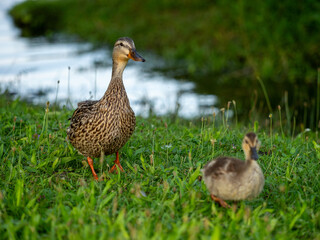 Mallard female with little ducklings. Breeding season in wild ducks. Mallard duck with a brood in a colorful spring place. Little ducklings with mom duck
