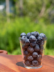 Closeup of Duke variety blueberry bushes loaded with large ripe blueberries on a u-pick farm on a sunny summer day, nutritious organic fruit, part of heathy lifestyle and diet