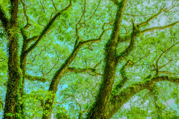 Rain tree or Cow tamarind