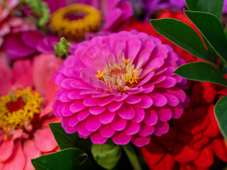 Flower meadow under a clear summer sky in color field