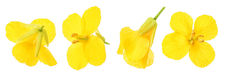 Rapeseed flowers isolated on white background, Top view. Flat lay
