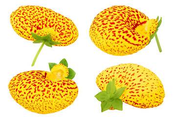 Calceolaria flower isolated on white background. Top view. Flat lay