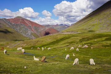 Naklejka premium Alpacas Grazing around Rainbow Mountain, Cusco, Peru