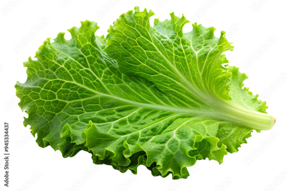 Poster a top-down view of a leafy lettuce, showcasing the intricate, overlapping leaves in a radial pattern