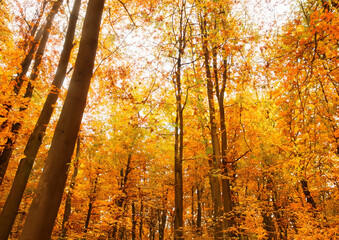 Fototapeta premium 日本 秋 落ち葉 森 林 背景 壁紙