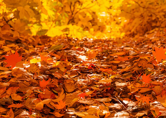 日本　秋　落ち葉　森　林　背景　壁紙
