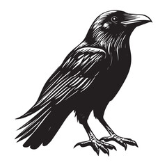 Fototapeta premium crow isolated on white, crow vector illustration, petvector art, crow silhouette, animal vector icon, crow line art, eps 
