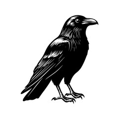 Obraz premium crow isolated on white, crow vector illustration, petvector art, crow silhouette, animal vector icon, crow line art, eps 