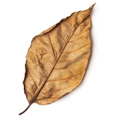light tobacco leaf on white background