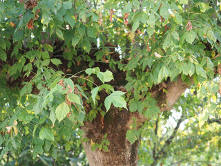 ashleaf maple tree scient. name Acer negundo