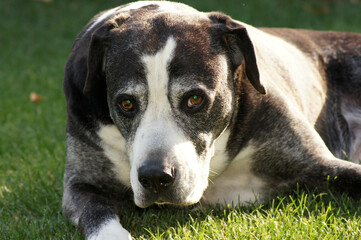 Glücklicher alter Hund mit grauem Haar