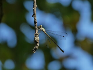 A dragonfly perched on a branch in a vibrant forest during a sunny afternoon close to dusk