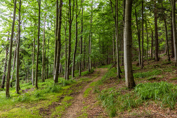 Fototapeta premium Beech forest in Beskydy mountains, Czech Republic