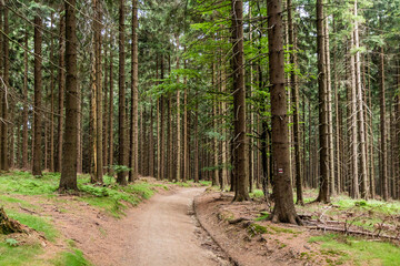 Forest path in Beskydy mountains, Czech Republic