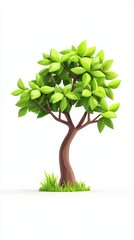 Trees isolated on white background, tropical trees isolated used for design, advertising and architecture