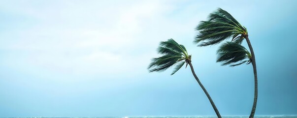 Galeforce winds bending palm trees during a tropical storm, extreme weather, powerful wind