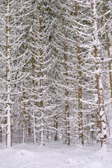 Wintertime landscape of snowy coniferous tree stand