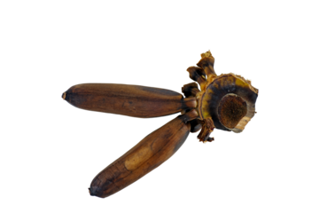 Pair rotten bananas isolated on white background,selective focus.Spoiled banana branch. Top view