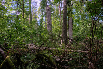Natural deciduous tree stand