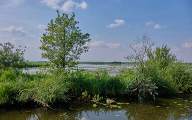 Druzno Lake in summer