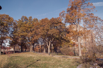 Arboles del John V. Lindsay East River Park en Manhattan, New York. Paisaje otoñal del parque público junto al río Este. Noviembre, 2019.