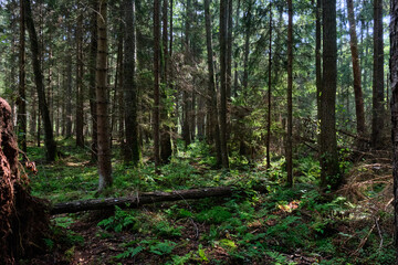 Summertimeconiferous forest tree stan in sun