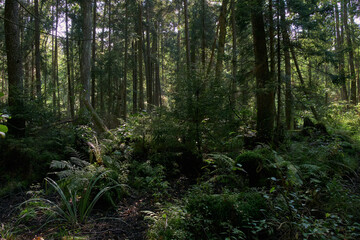 Obraz premium Summertime coniferous forest tree stan in sun