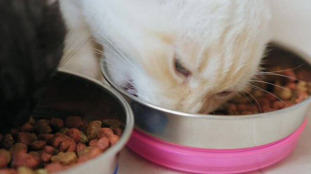 Close-up of two cats, dark gray and white eating dry pet food from metal bowls on the kitchen floor. Cats of breed Scottish fold