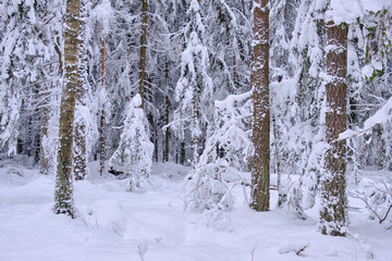 Fototapeta premium Wintertime landscape of snowy coniferous tree stand