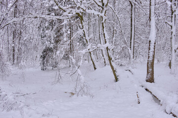 Wintertime landscape of snowy coniferous tree stand