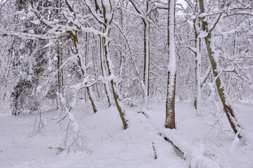 Wintertime landscape of snowy coniferous tree stand