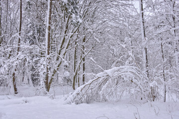 Wintertime landscape of snowy coniferous tree stand