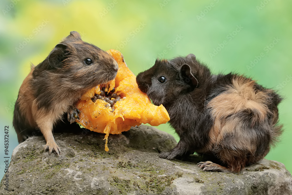 Wall mural two adult guinea pigs are eating a ripe papaya fruit that has fallen to the ground. this rodent mamm