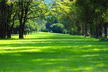 Fototapeta premium Fresh green, Lush green