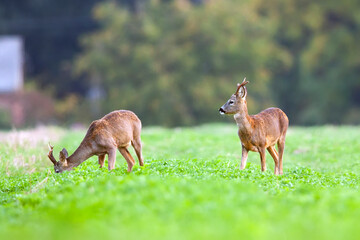 Buck deers in a clearing in the wild