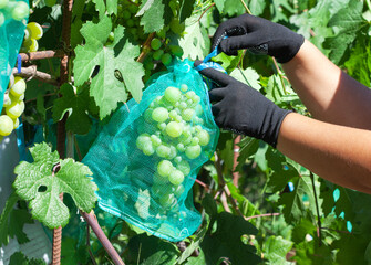 A farmer tends to the grape harvest in a vineyard. Caring for grape bushes. Pinching and pruning...