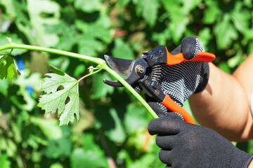 Caring for grape bushes. Pinching and pruning grapes.