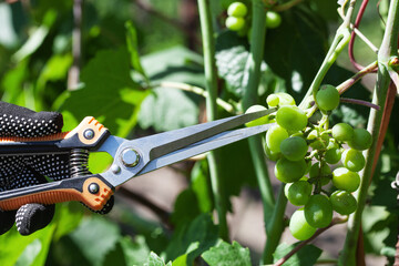 A farmer removes diseased grape clusters in a vineyard. Caring for grape bushes. Pinching and...