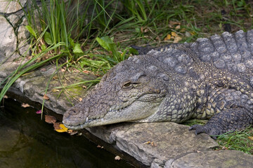 Crocodile over the water