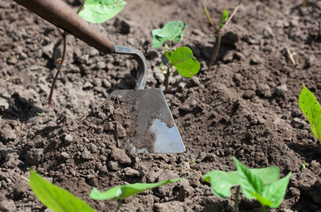 Flowering beans in the garden. Growing red beans
