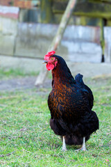 Hen on the farm