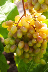 Large bunches of grapes in the vineyard. Caring for grape bushes. Pinching and pruning grapes.