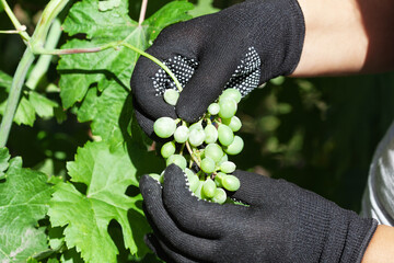 A farmer removes diseased grape clusters in a vineyard. Caring for grape bushes. Pinching and...