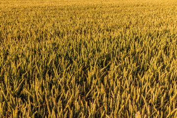 Detail of a cereal field in the Czech Republic
