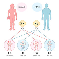 human gender determination through chromosomes, XX results in a female child and XY in a male child diagram hand drawn schematic vector illustration. Medical science educational illustration