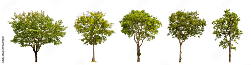 Poster Collection of green trees isolated on transparent background. for easy selection of designs..
